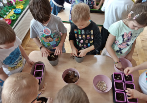 Dzieci wkładają nasiona do doniczek