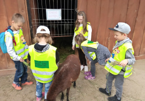 Antoś ,Kacper,Natasza ,Ania i Paulina z grupy 6 latków ogladaja narodziny małej kózki