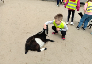 Borys bawi sie z kózką