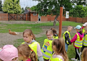 Dzieci oglądają odpoczywające kangury