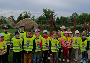 Dzieci oglądają wielbłądy