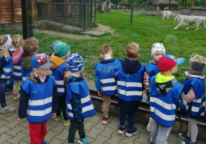 Dzieci obserwują tygrysy białe
