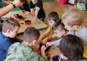 Dzieci sadzą cebulki w pojemnikach z ziemią