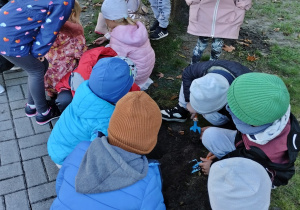 Dzieci sadzą cebulki krokusów
