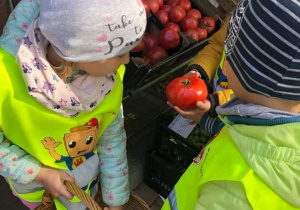 Dzieci wybierają pomidory.