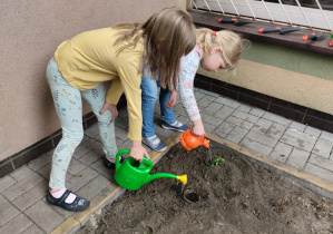 Dziewczynki podlewają posadzone rośliny