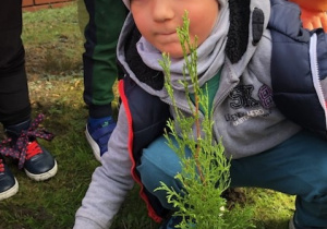 Chłopiec sadzi krzew