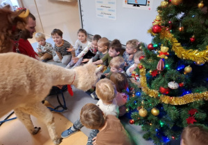 Dzieci karmią alpaki