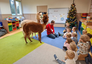 Dzieci siedzą przed alpakami