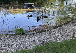 Dzieci obserwują kaczki.