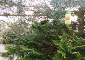 Kule dla ptaków zawieszone na gałęzi drzewa w ogrodzie przedszkolnym