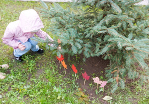 Dziecko wbija patyk z kolorowym liściem przy zasadzonym świerku