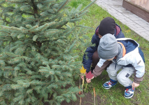 Dziecko wbija patyk z kolorowym liściem przy zasadzonym świerku