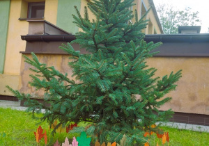 Zdjęcie zasadzonego drzewa w ogrodzie przedszkolnym