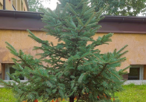 Zdjęcie zasadzonego drzewa w ogrodzie przedszkolnym
