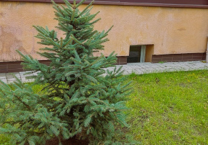 Zdjęcie zasadzonego w ogrodzie przedszkolnym drzewa
